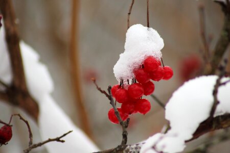 Outdoors fruit berry