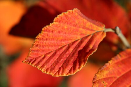 Witch hazel orange plant