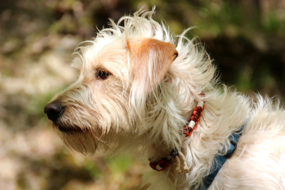 Hybrid messy fur dog head