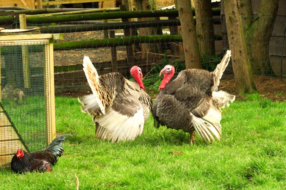 Grass hen turkey photo