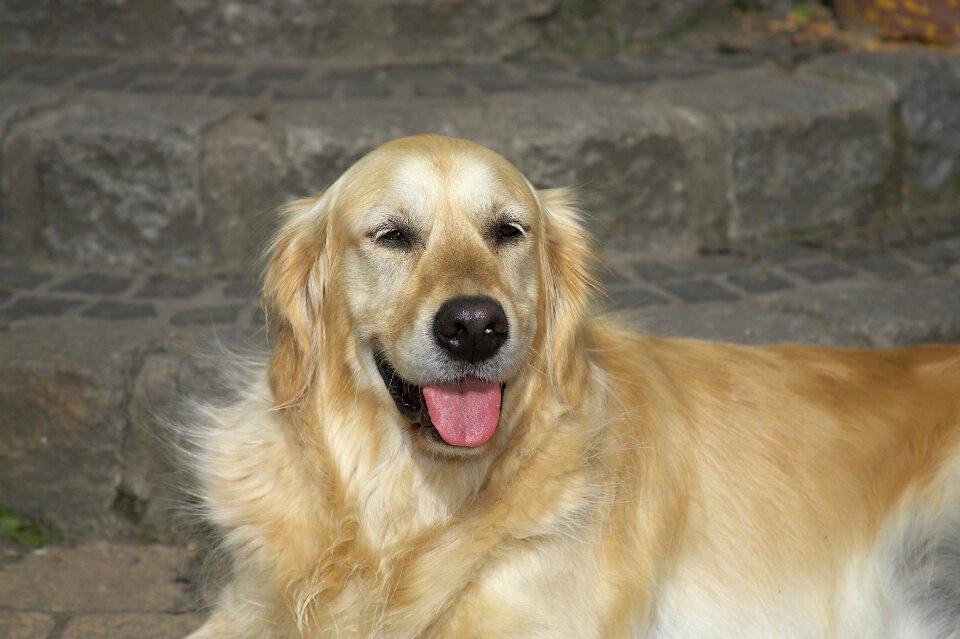 Animal golden retriever portrait
