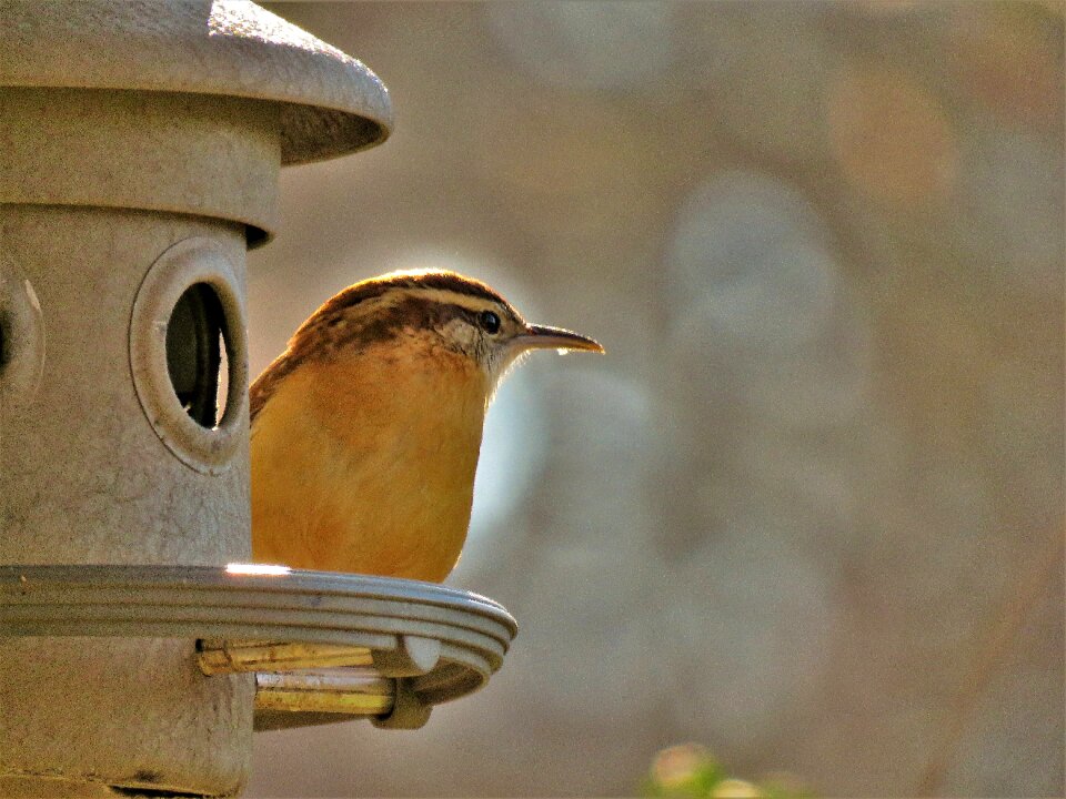 Wildlife cute wren