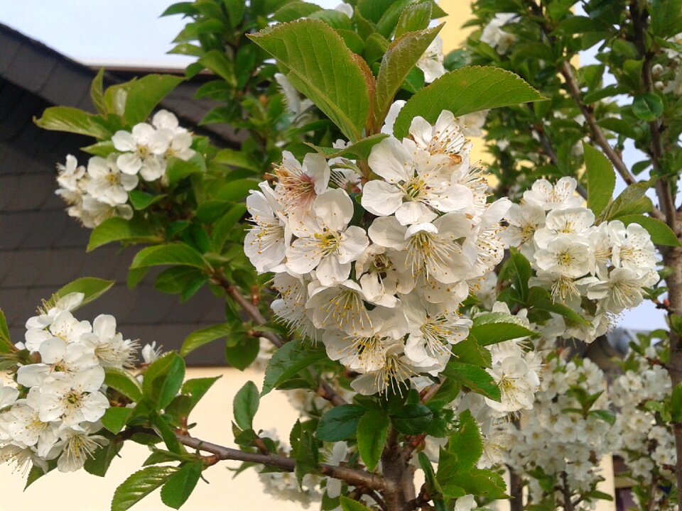 Branch tree nature