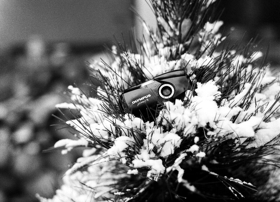 Pine snow camera