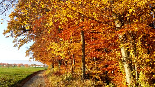 Tree season change photo