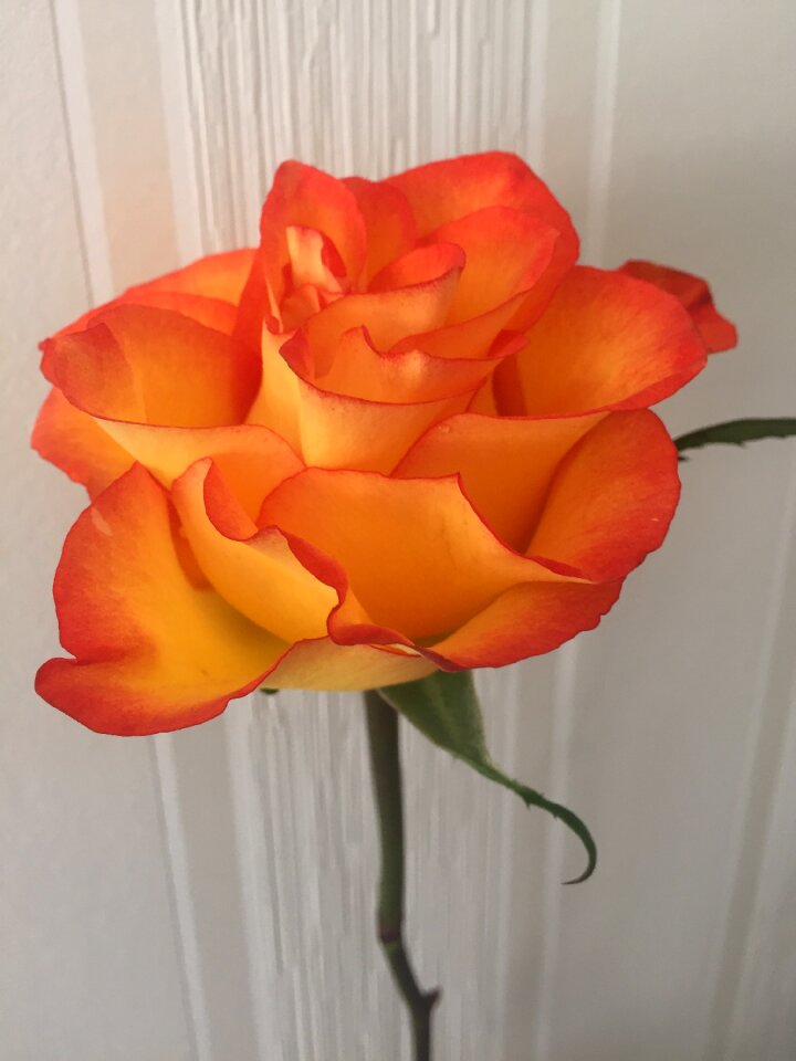 Petal romantic rosa