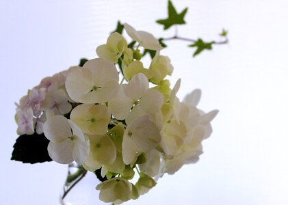 Hydrangea flowers floral