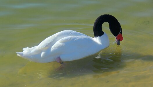 Wildlife nature animal