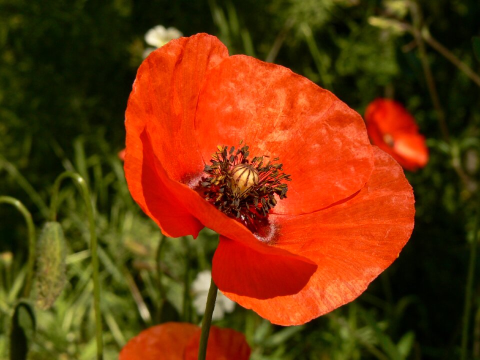 Flora summer