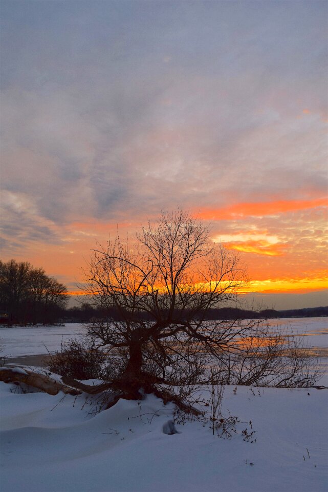 Landscape tree lake photo