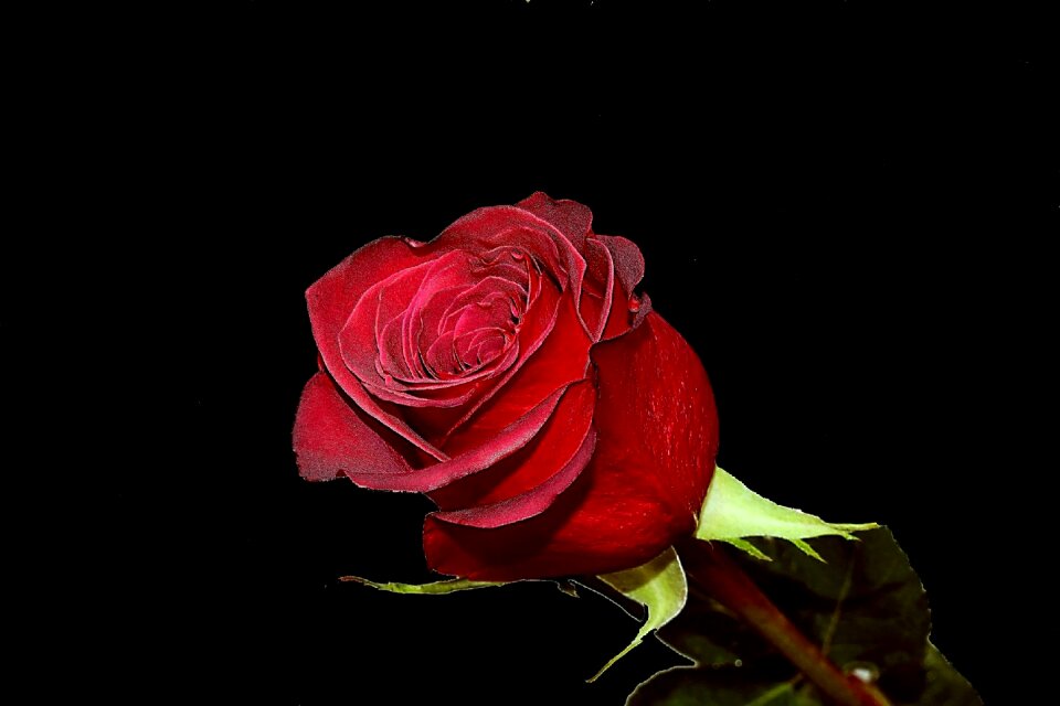 Love petal nature