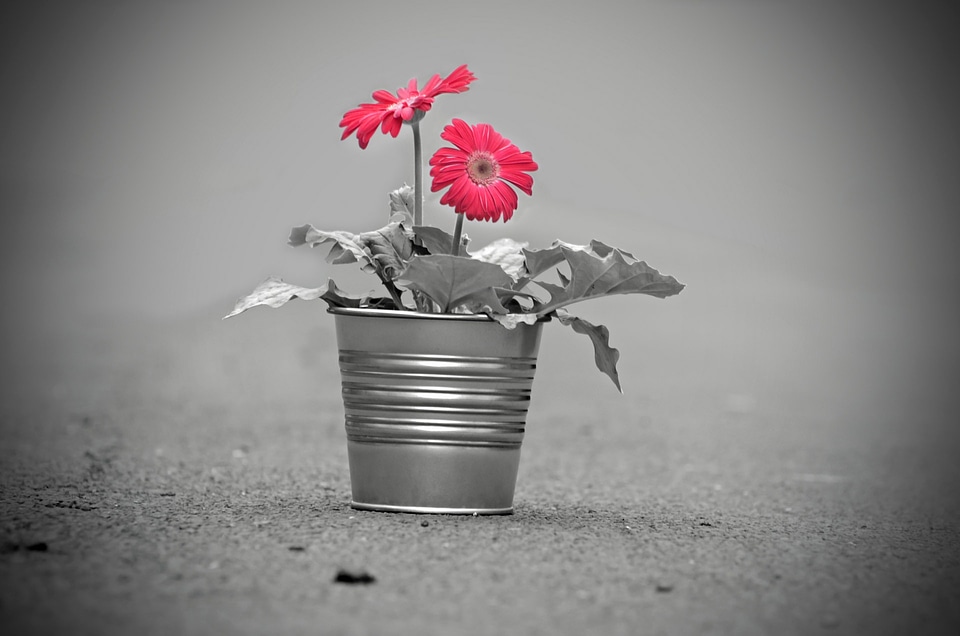 Nature macro background