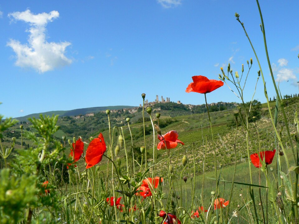 Field summer
