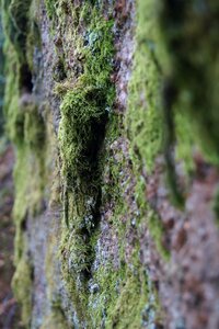 Moss rock stone