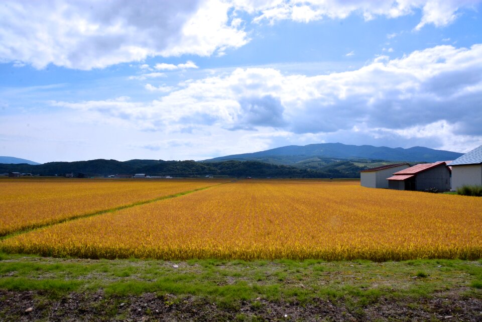Landscape farm hokkaido