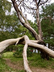 Rügen nature reserve dead wood