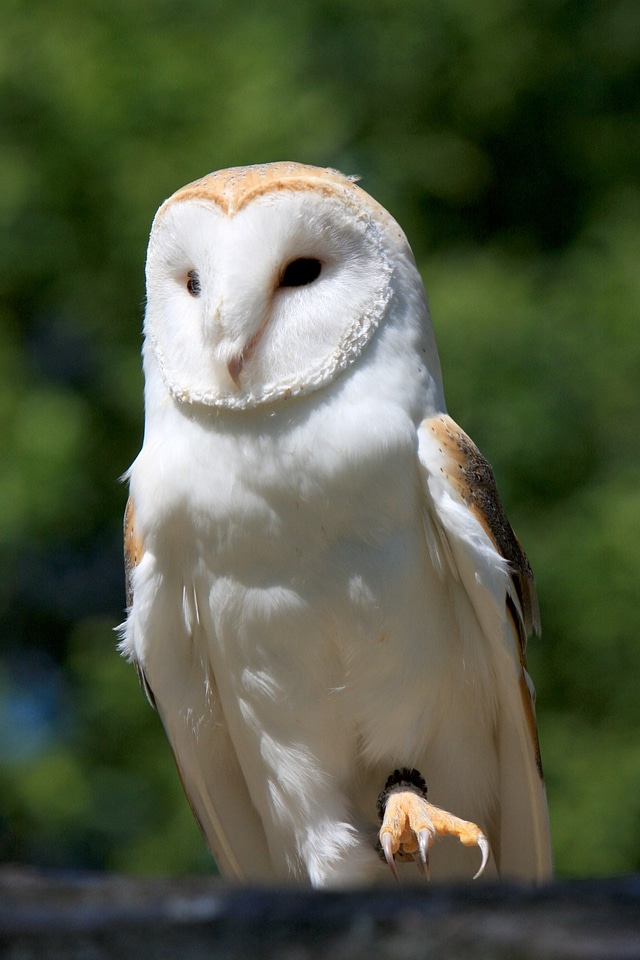 White close-up details