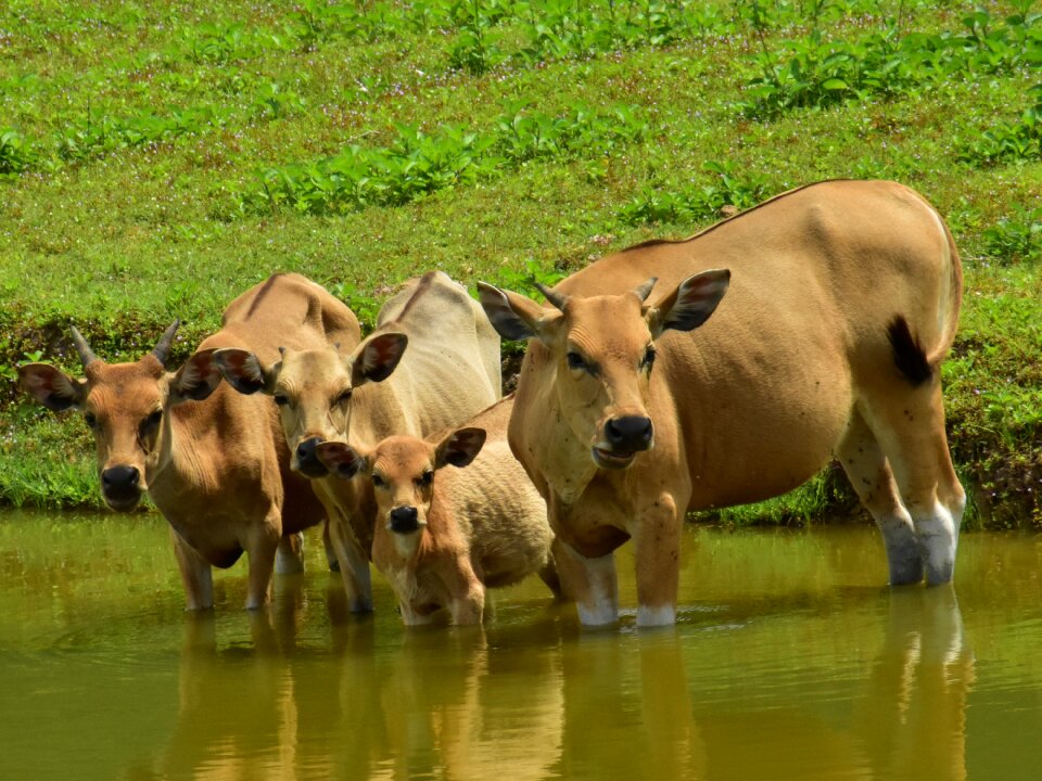Nature mammal outdoors