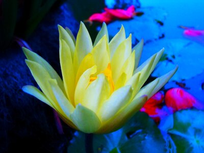 Tropical garden beautiful