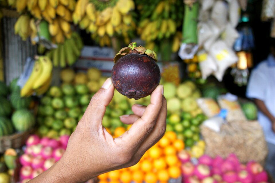 Nature mangosteen sri lanka