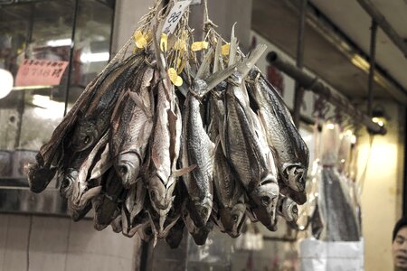 Modern fish hong kong