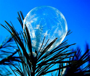 Pine sphere icy photo