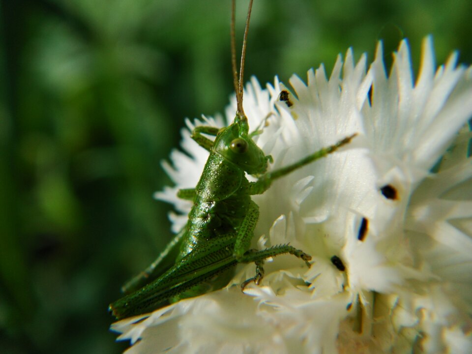 Animals grasshopper cricket