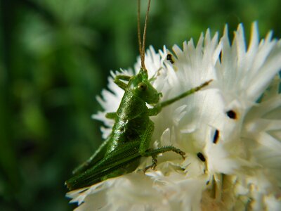 Animals grasshopper cricket