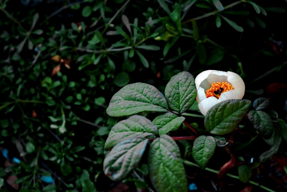 Nature plants jiri