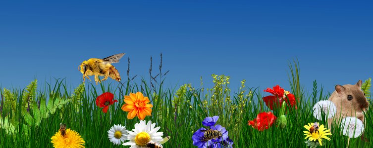 Summer plant field