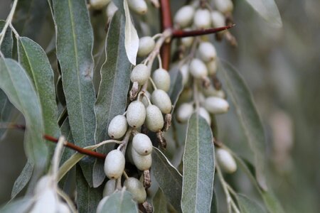 Leaf fruit outdoors