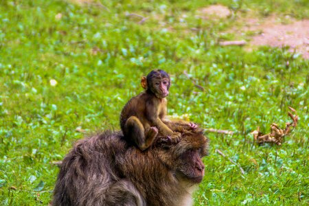 Animal grass barbary ape photo