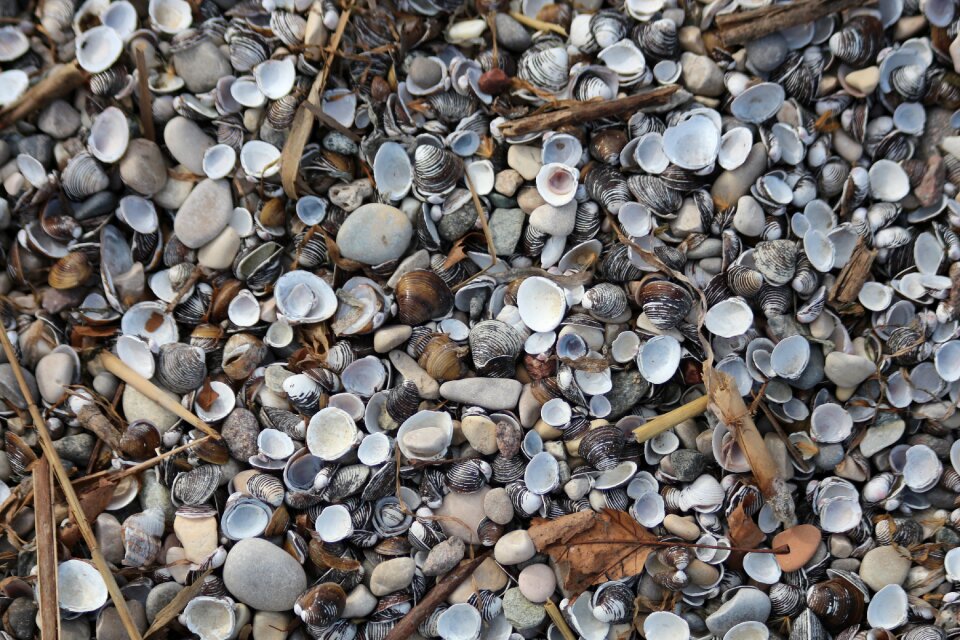Nature shell seashell