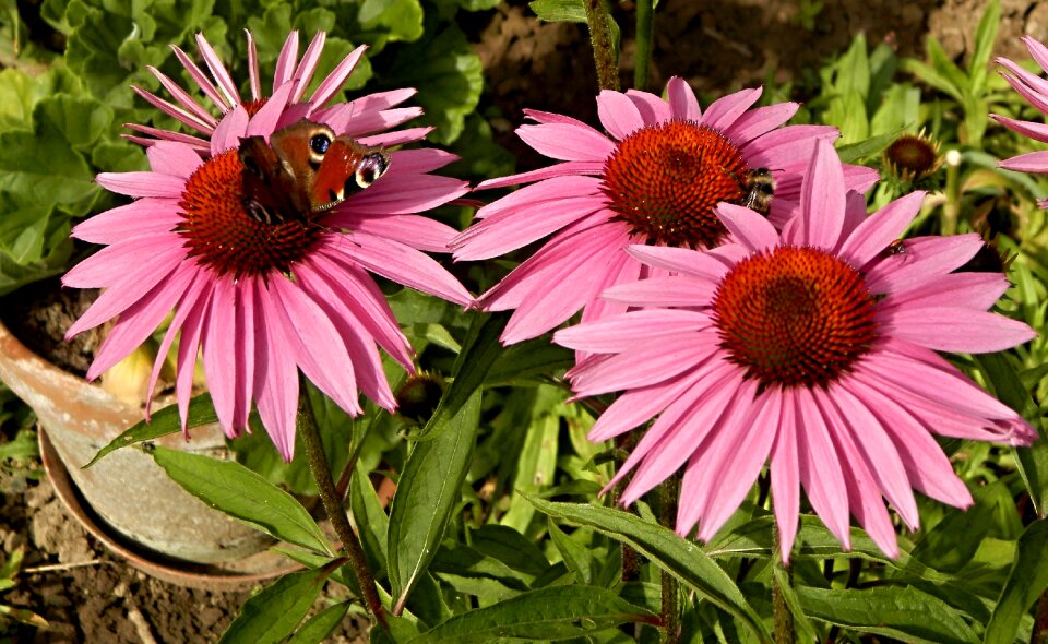 Butterfly flower nature