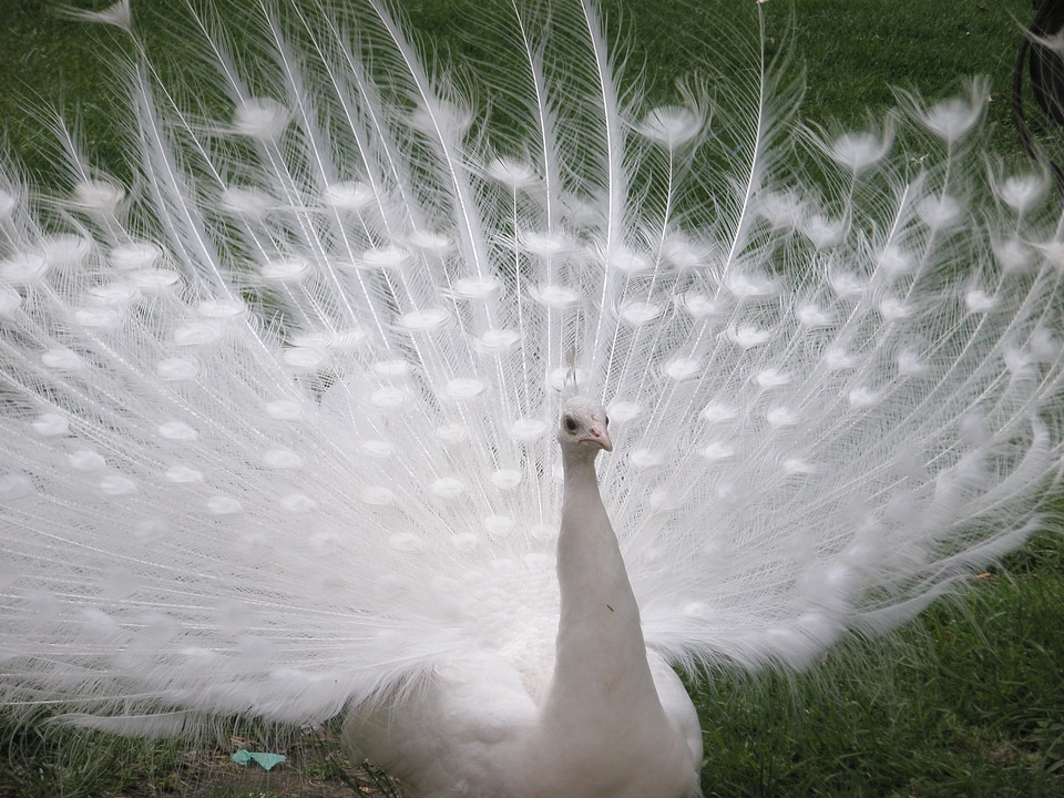 Peacock white birds