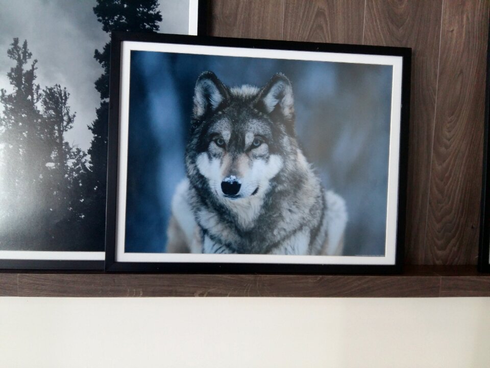 Natural winter wolf
