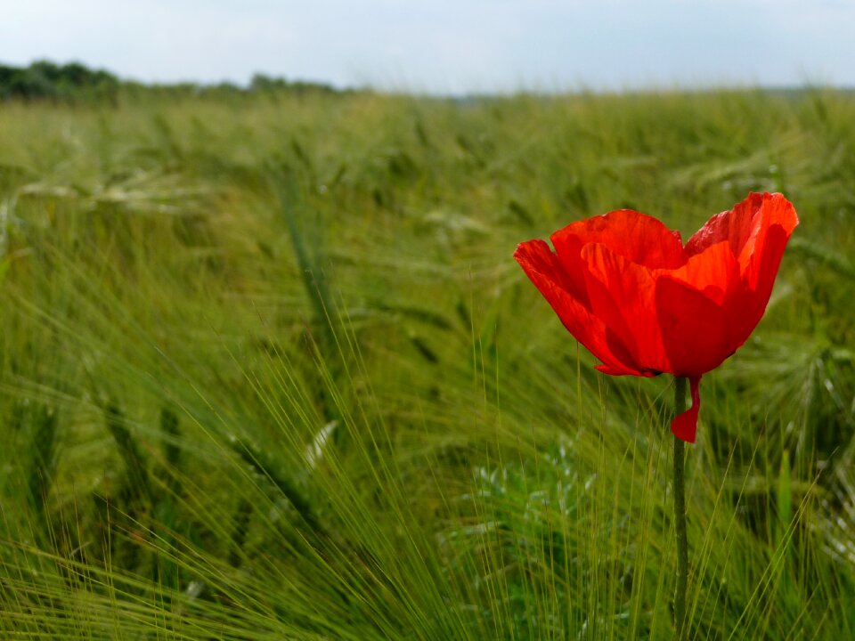Field meadow summer