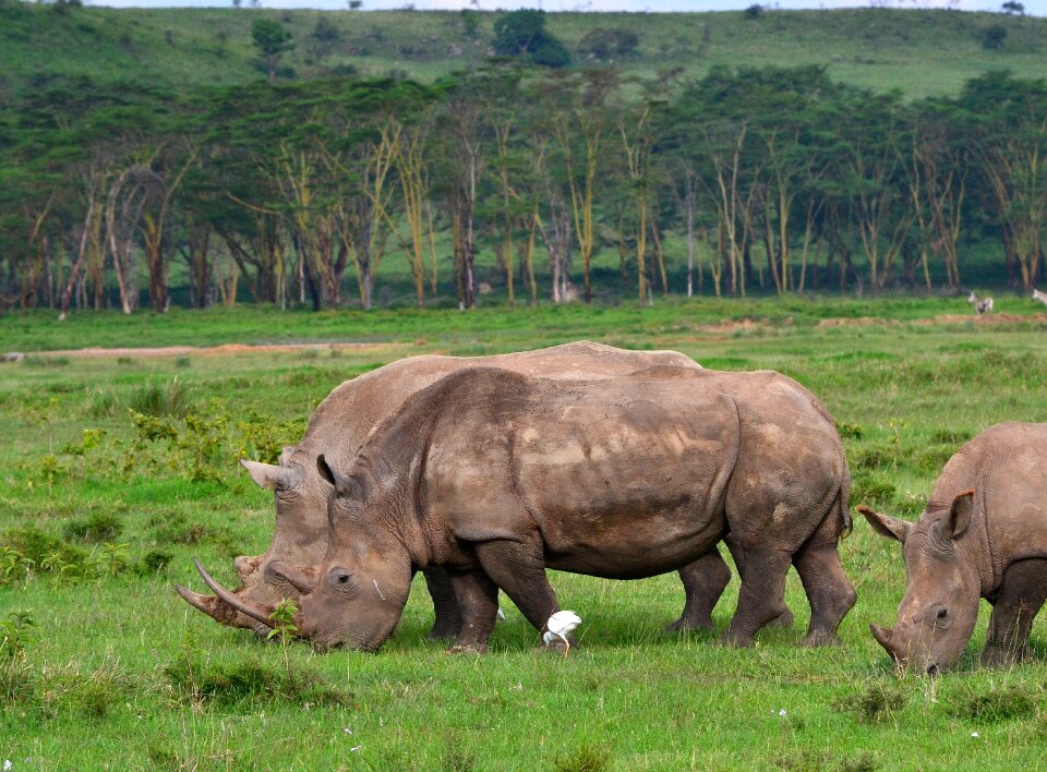 Africa animal nature