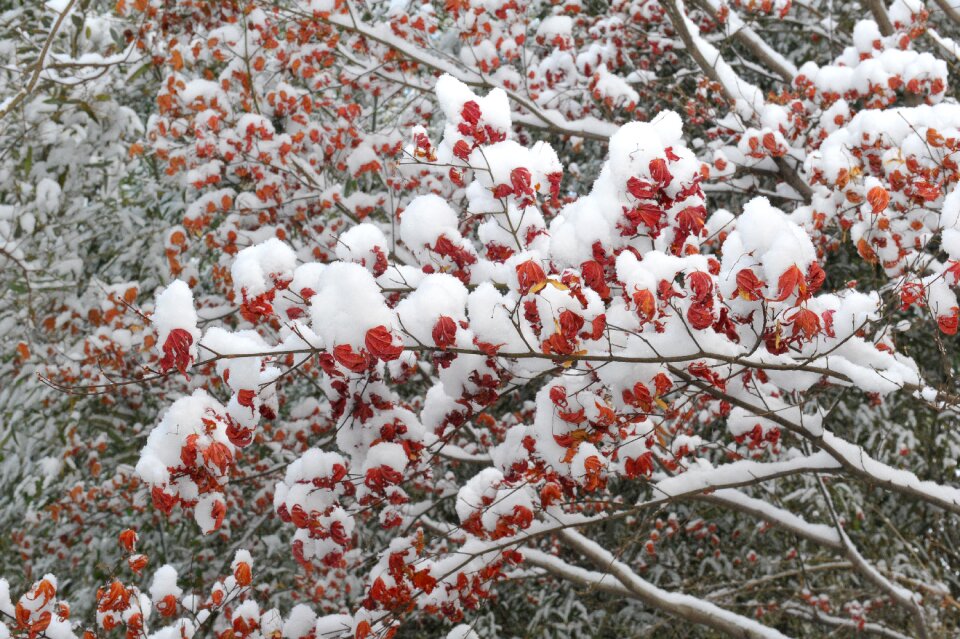 Snow nature winter tree