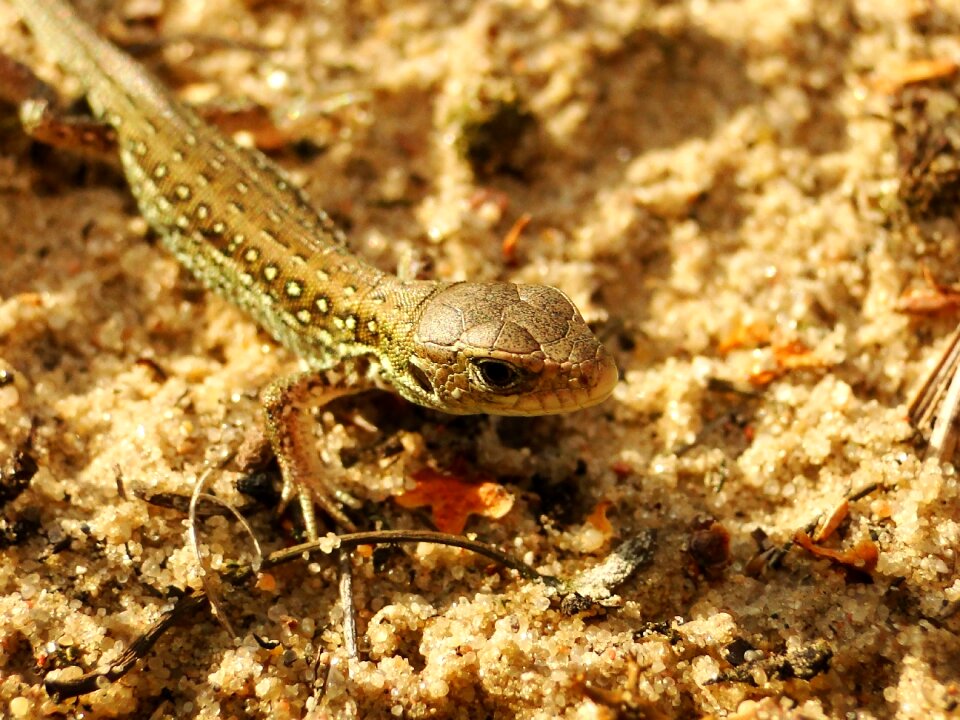 Invertebrates lizards reptiles