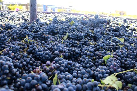 Plant guide food vineyard