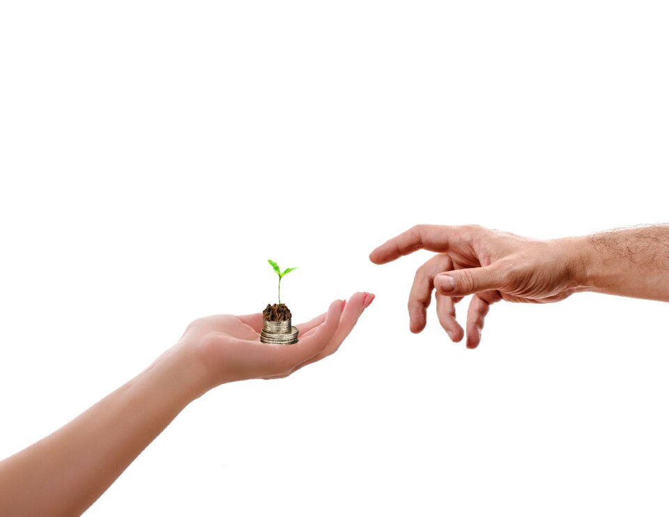 Palm growth achievement