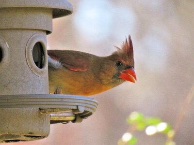 Nature female cardinal