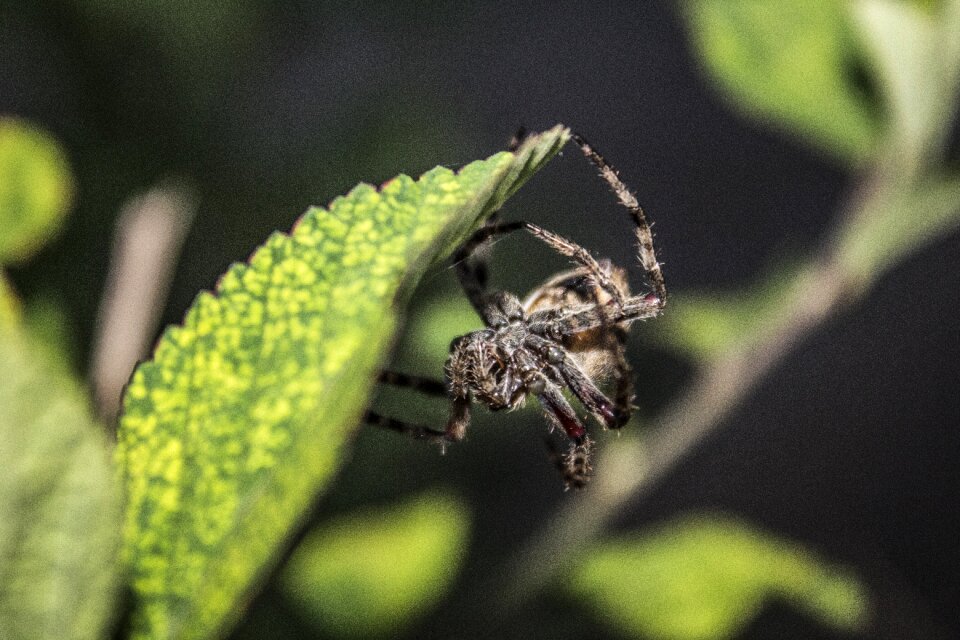 Nature invertebrate arachnid