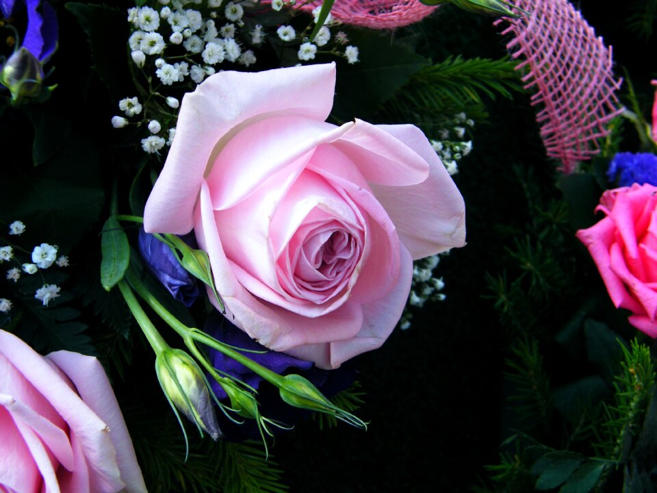 Garden inflorescence pink