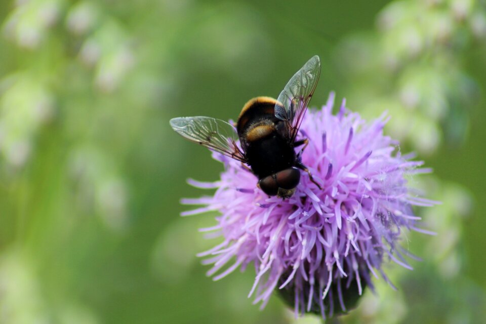 Wild krupnyj plan bee