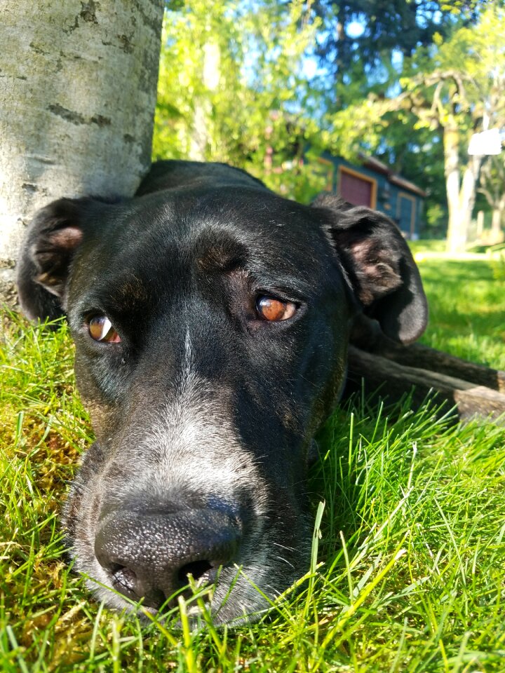 Canine cute pet