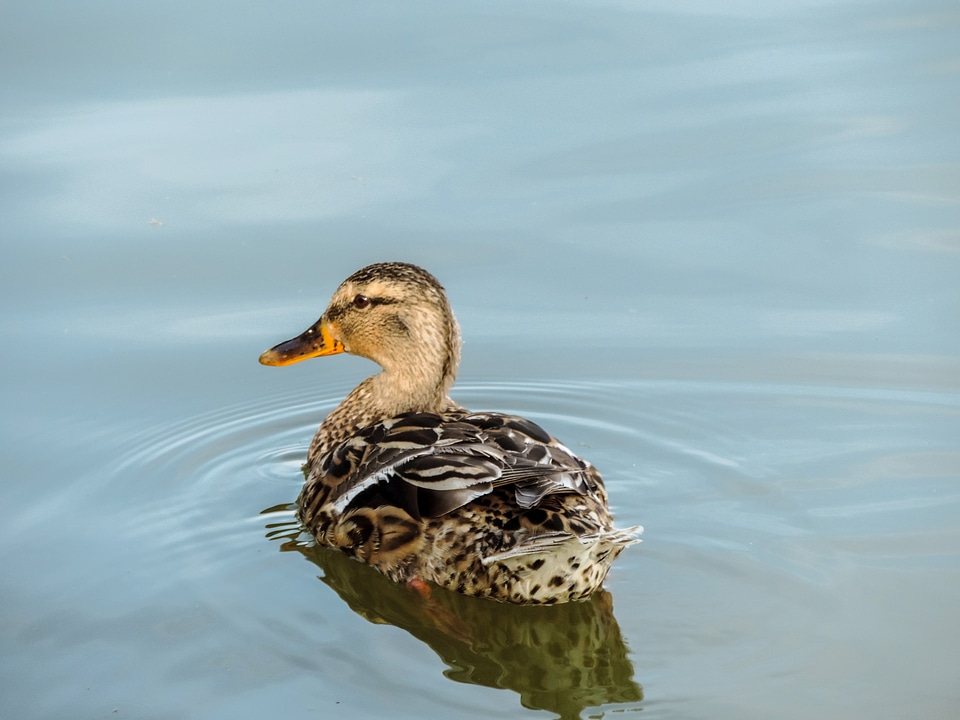 Wild bird duck water bird