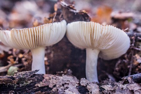 Boletus toadstool