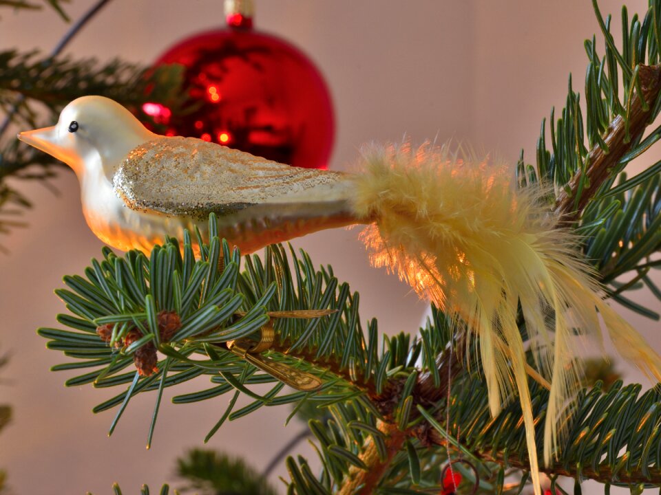 Christmas winter nature